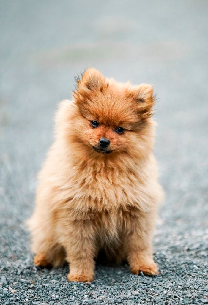Pluizige oranje hond met een dikke vacht