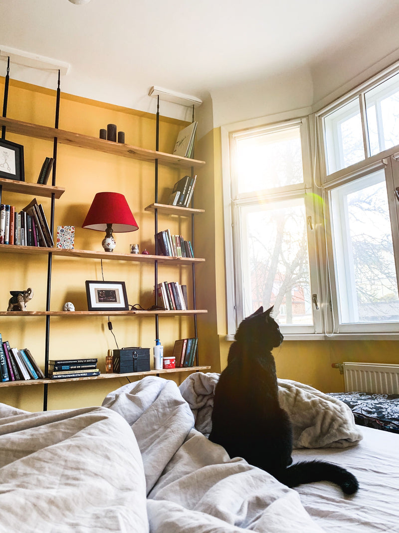 Pluizige kat zit 's ochtends op een bed