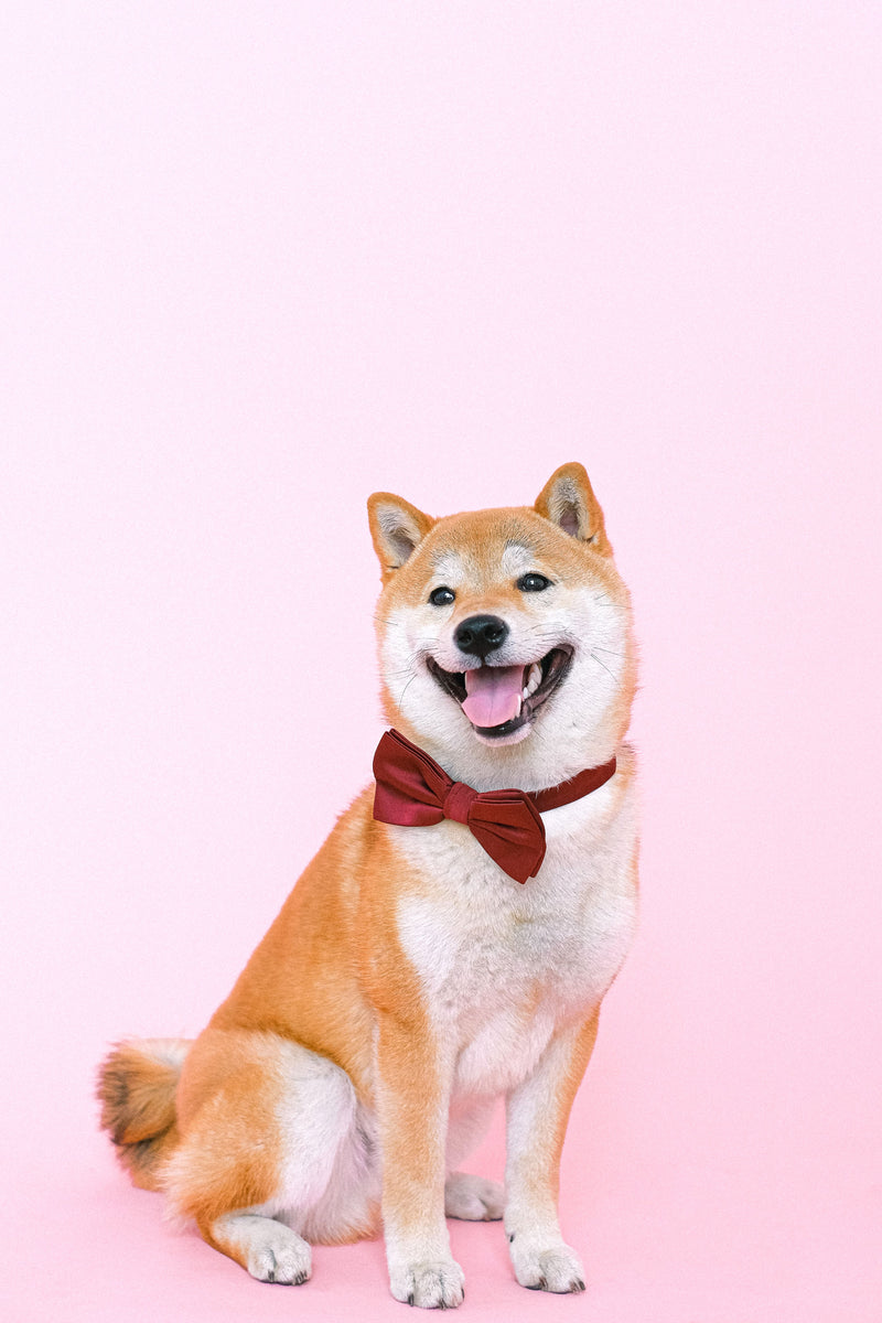 Vrolijke shiba inu met rode strik, een cadeau-idee voor hondenliefhebbers