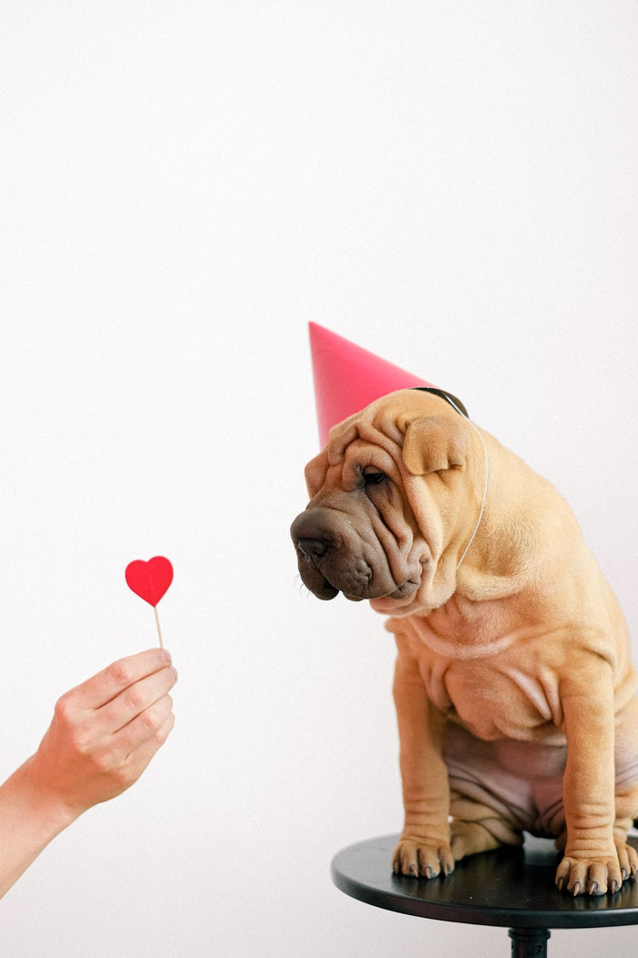 Hond met een feestmuts naast een hartvormig bordje