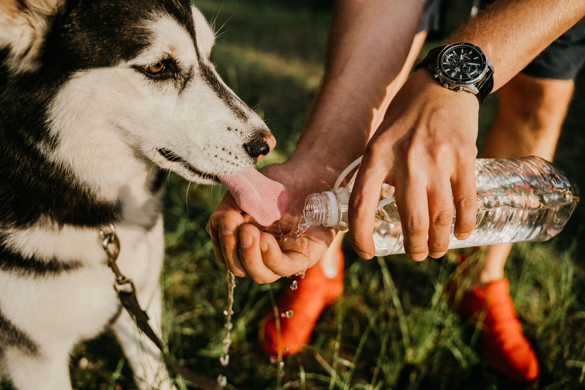 Hond drinkt gretig water