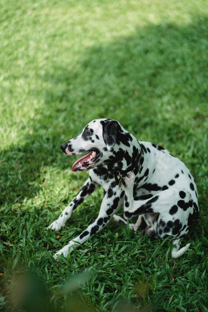 Hond zit in het gras en krabt zich