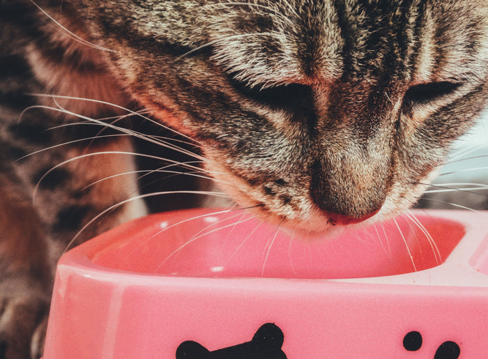 Tabbykat eet uit een roze voerbak
