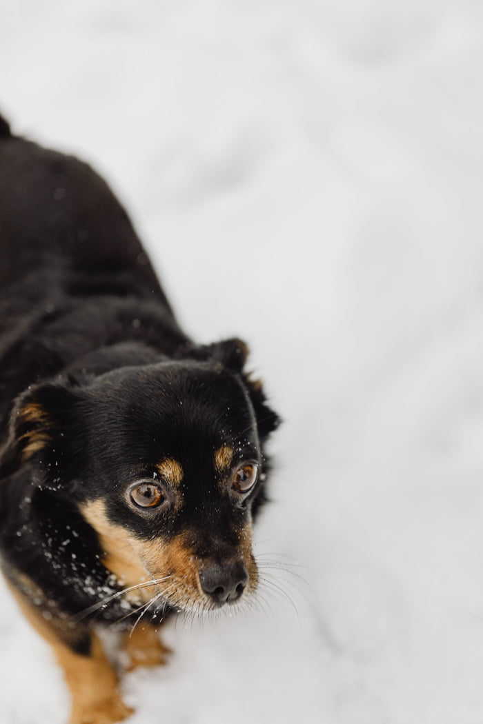 Zwarte hond wandelt door de sneeuw