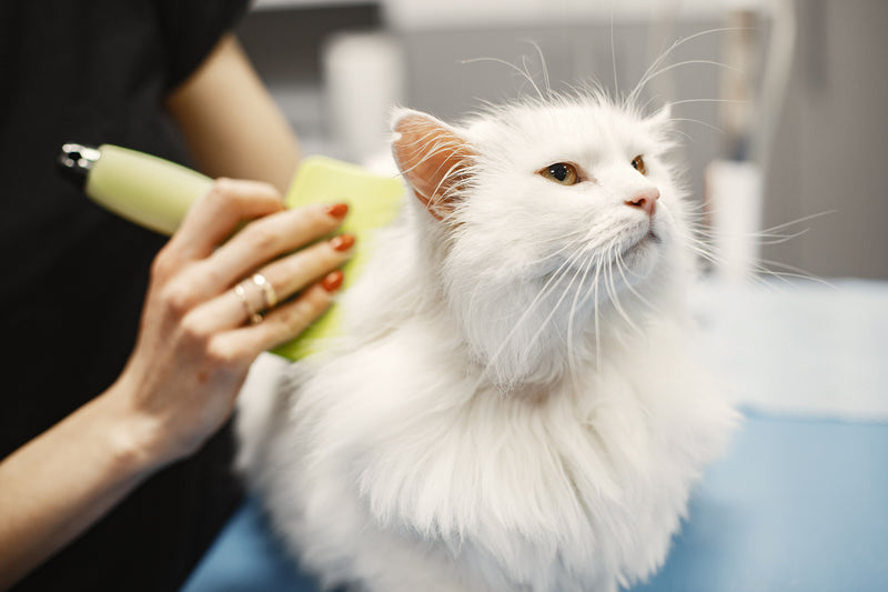 Langharige witte kat wordt rustig geborsteld