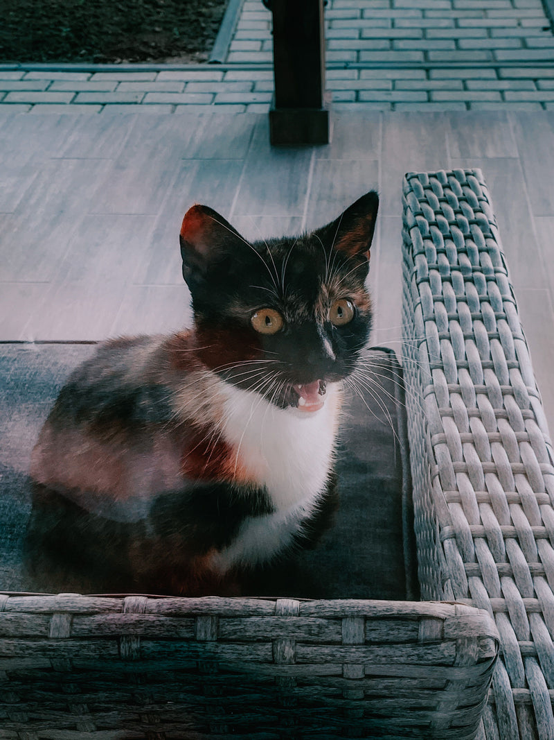 Angstige kat met grote ogen naast een rieten bank