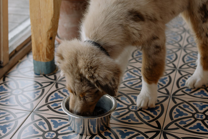 Hond eet op vaste tijden uit zijn voerbak
