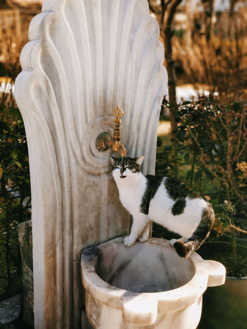 Kat drinkt uit een fontein met stromend water