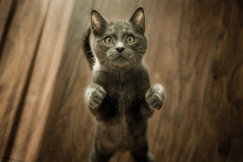 Grijze kat staat op de achterpoten en kijkt alert