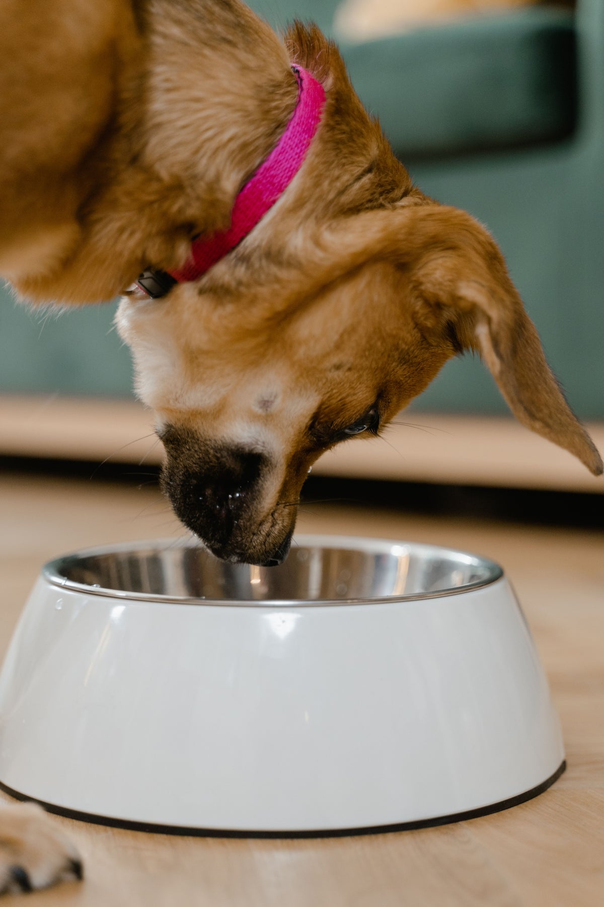 Hond eet uit een voerbak thuis in de keuken