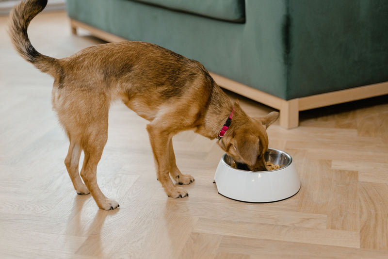 Hond eet uit een voerbak
