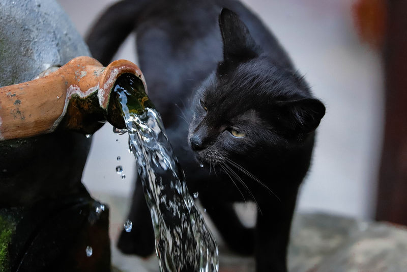 Zwarte kat die water drinkt uit een stromende fontein