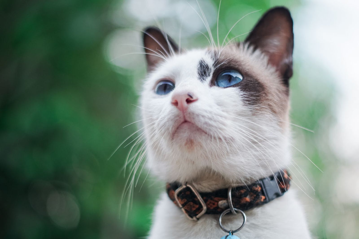 Kat met halsband die buiten in de tuin zit