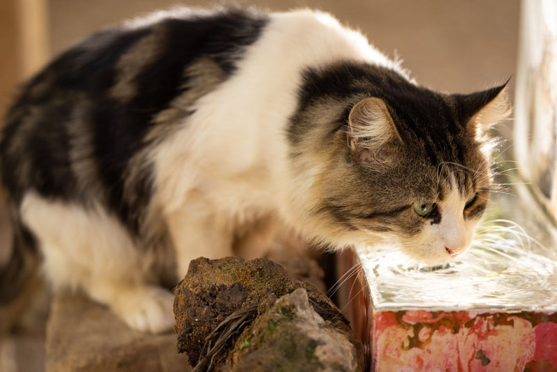 Kat drinkt water