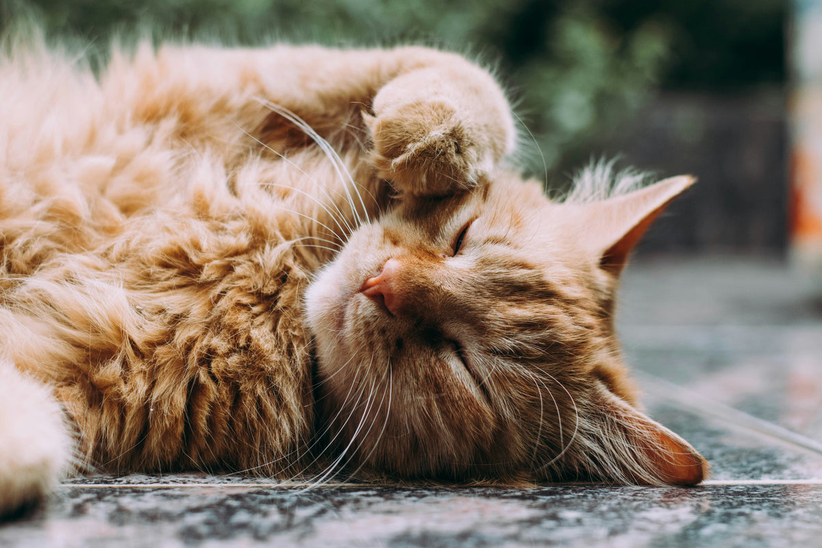 Rode kat ligt ontspannen op de grond
