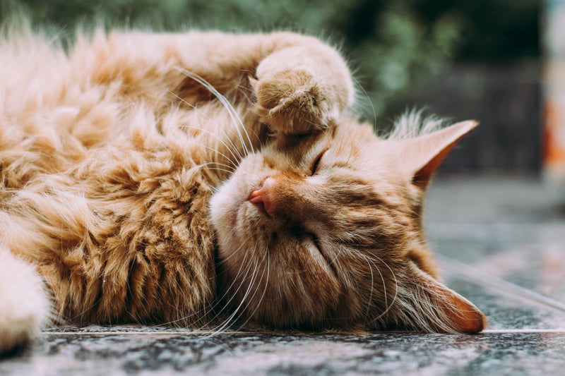 Rode kat ligt ontspannen op de grond