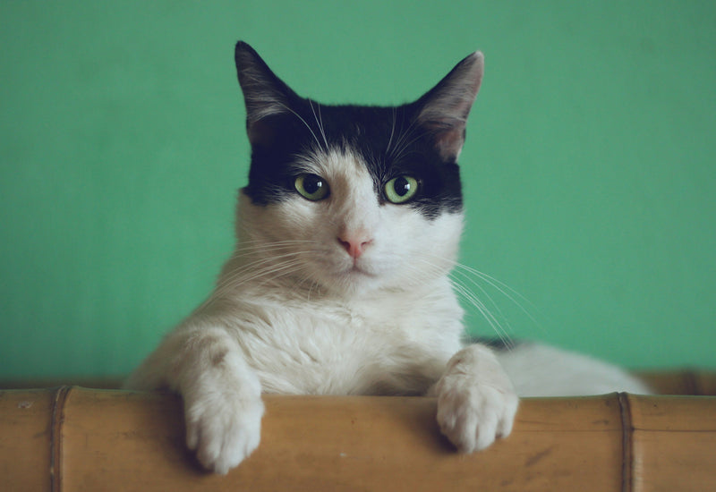 Kat kijkt naar de camera naast een voerbak thuis