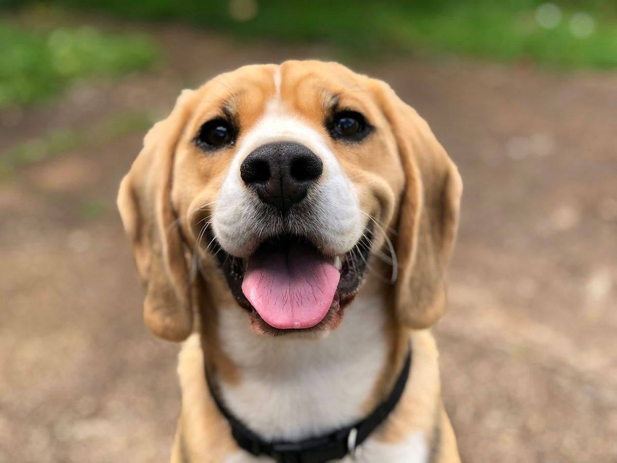 Hijgende hond in de zon bij warm weer