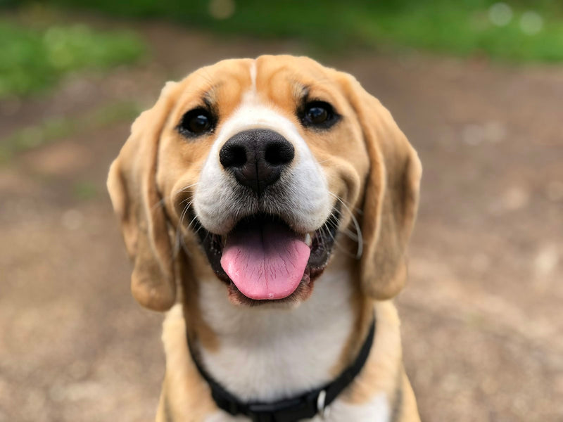 Hijgende hond in de zon bij warm weer