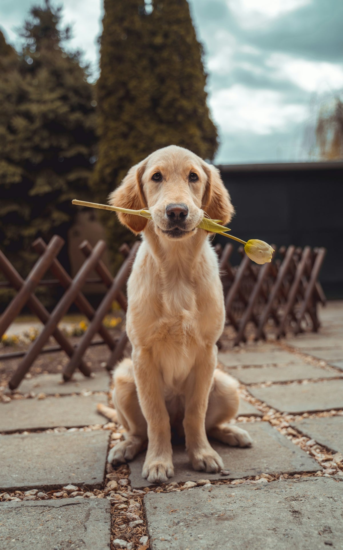 Hond buiten in het gras in de zomer