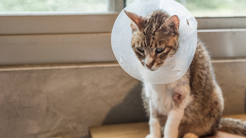 The 10 Most Common Health Problems in Cats and How to Prevent Them - SmartPaw