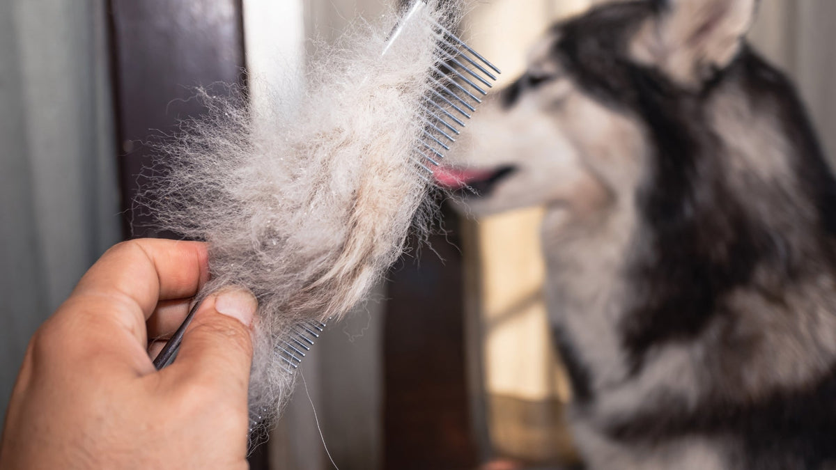 Why Do Dogs Shed and How Can You Reduce It? - SmartPaw