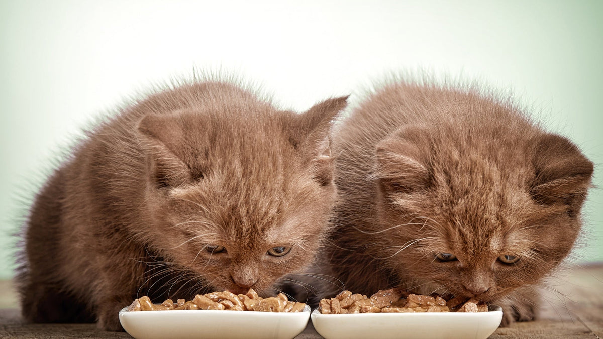 Why Does My Cat Eat Too Fast and How to Stop It? - SmartPaw