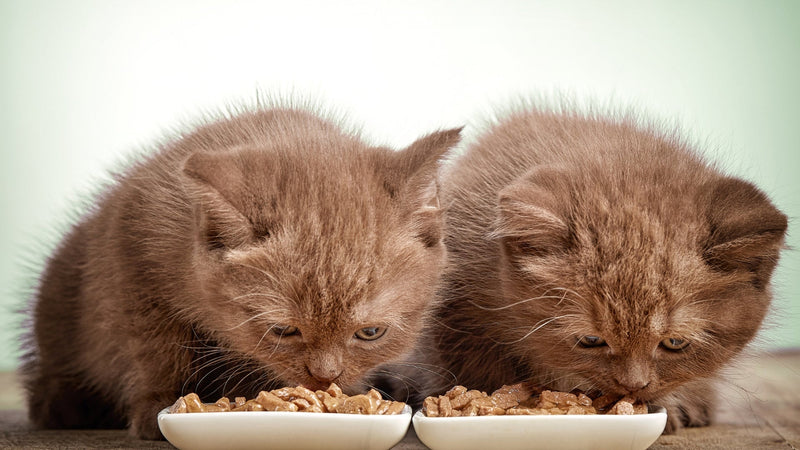 Why Does My Cat Eat Too Fast and How to Stop It? - SmartPaw